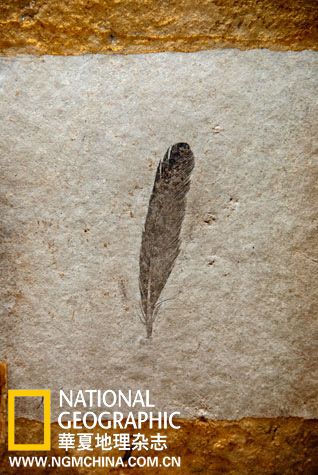 1861年发现于德国某个采石场的这一件有1.5亿年历史的化石样本，引发了一场至今未能盖棺定论的热议