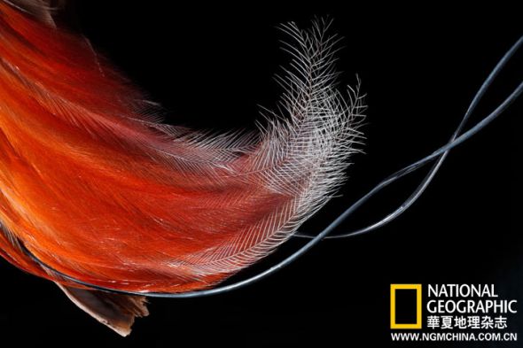 红天堂鸟侧腹羽毛，用于炫耀